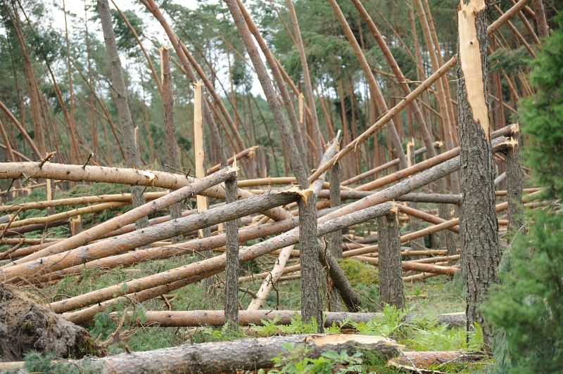 gubernator nazval tekhnogennoj katastrofoj vetroval v lyubytinskom rajone