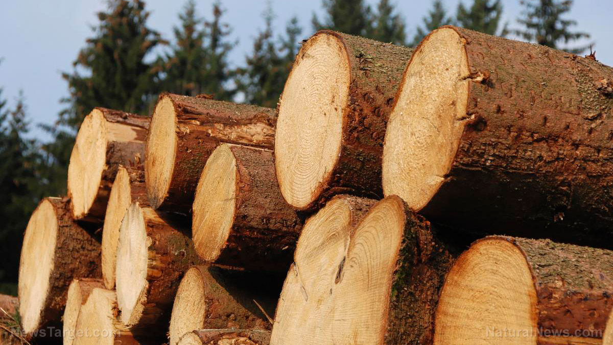 Tree Logs Cut Down Logging